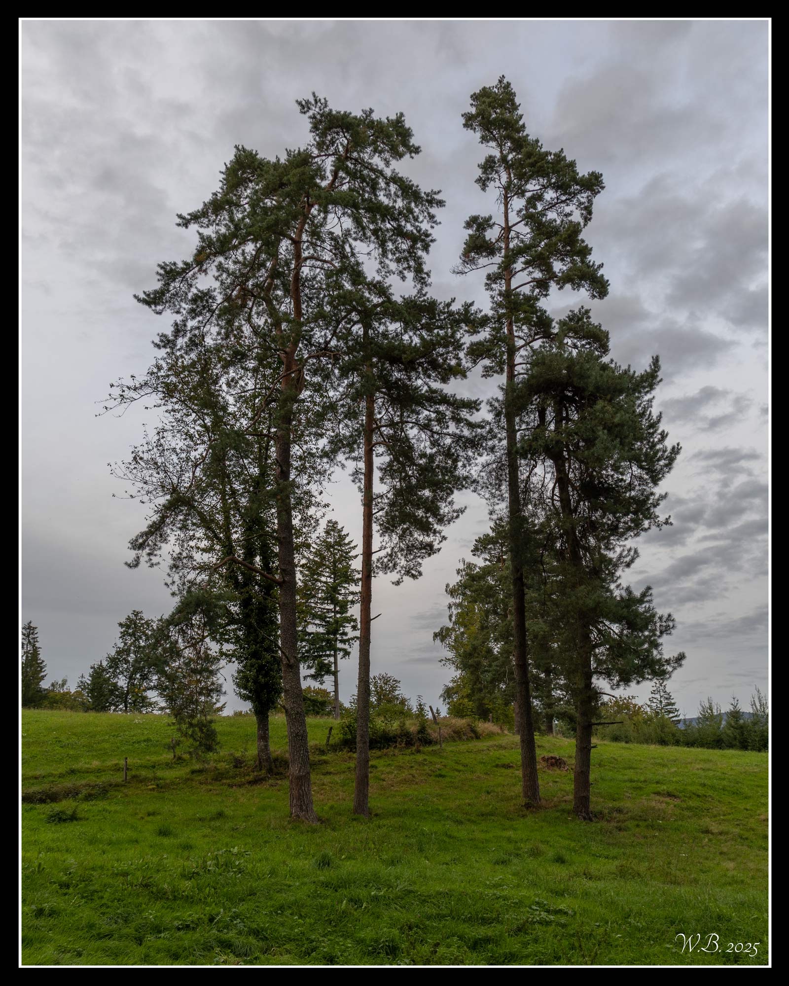 世界上的树木丨Sylvie D.-265