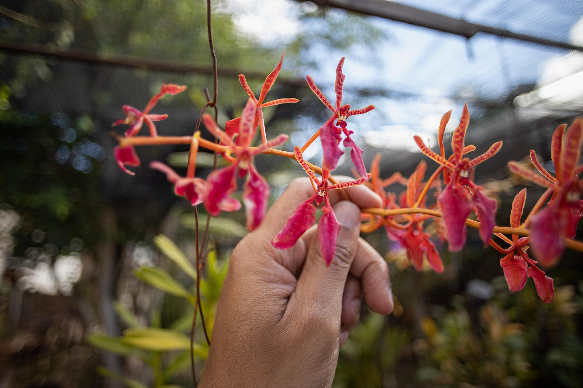 室内植物设计-52