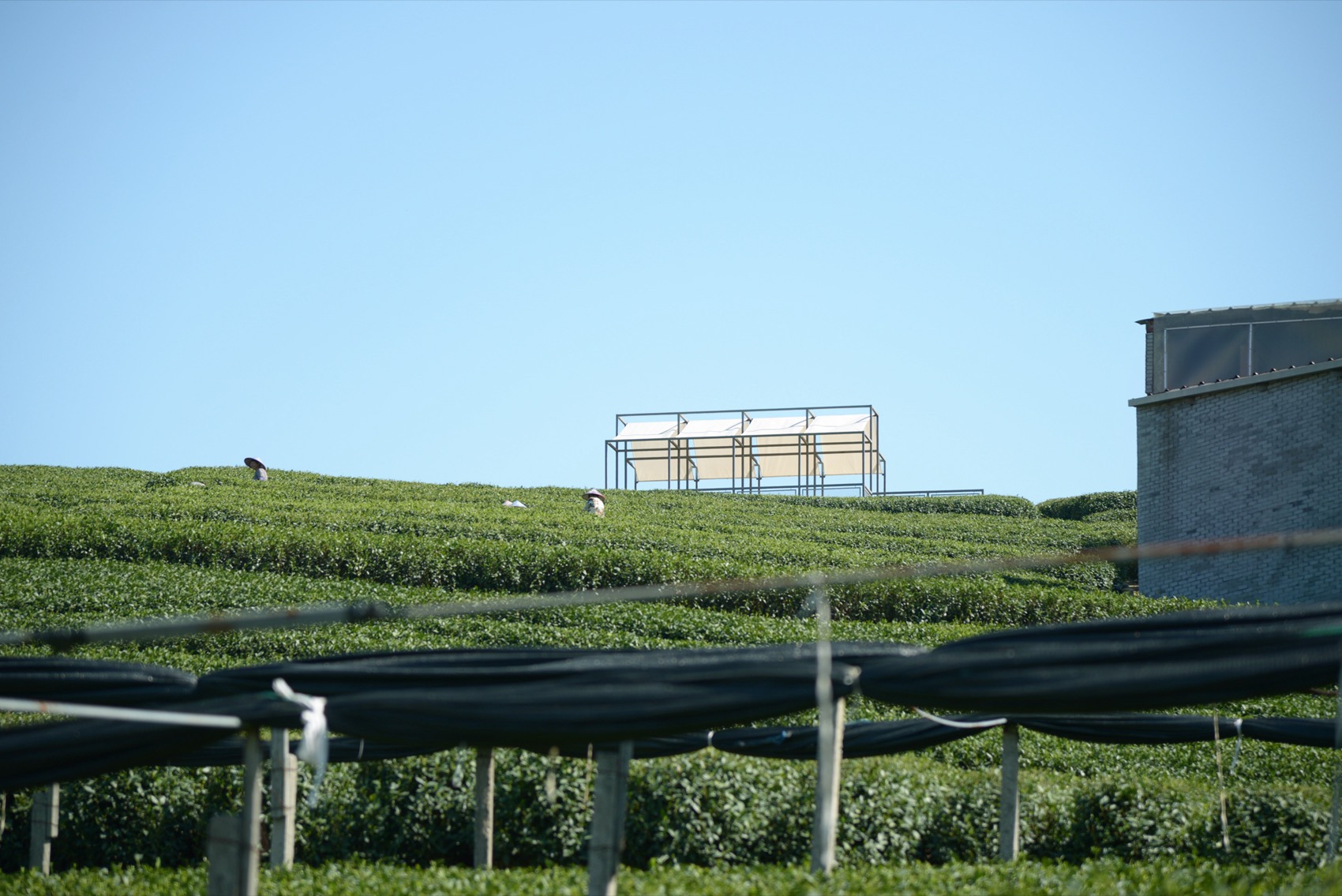 长埭村艺术乡建系列茶山浮亭丨中国杭州丨由牧建筑-23