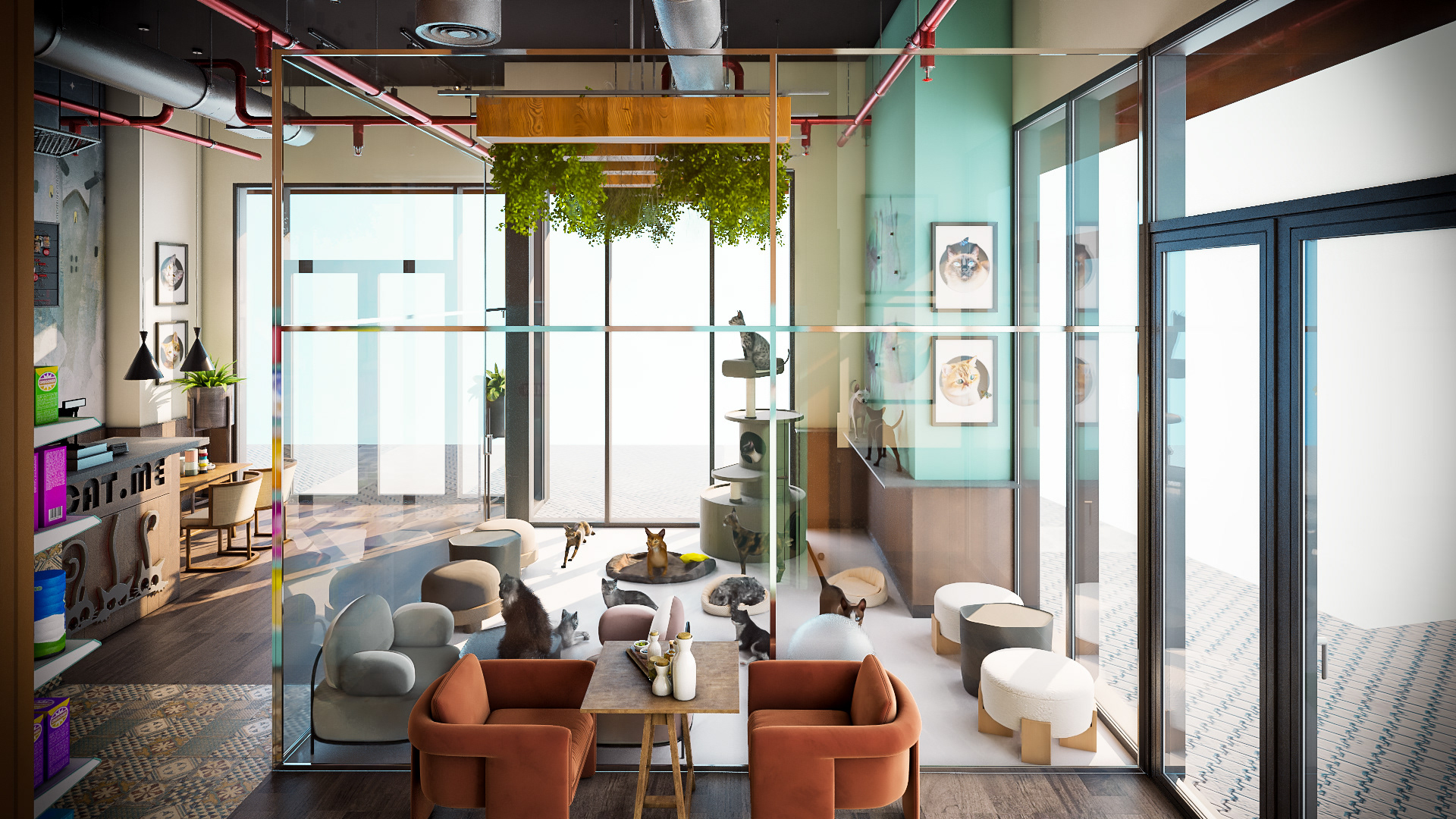 猫咖啡馆丨卡塔尔-8