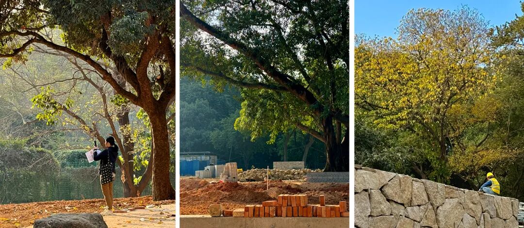 十一赏景别错过！华南国家植物园[绿美广东物种展示园]-102