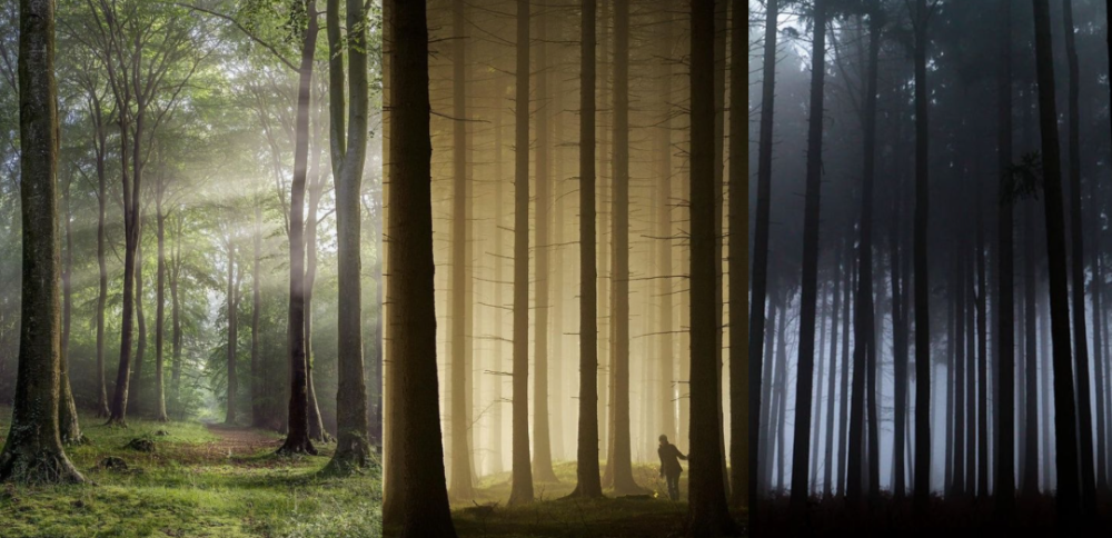 丛林之旅丨中国北京-1