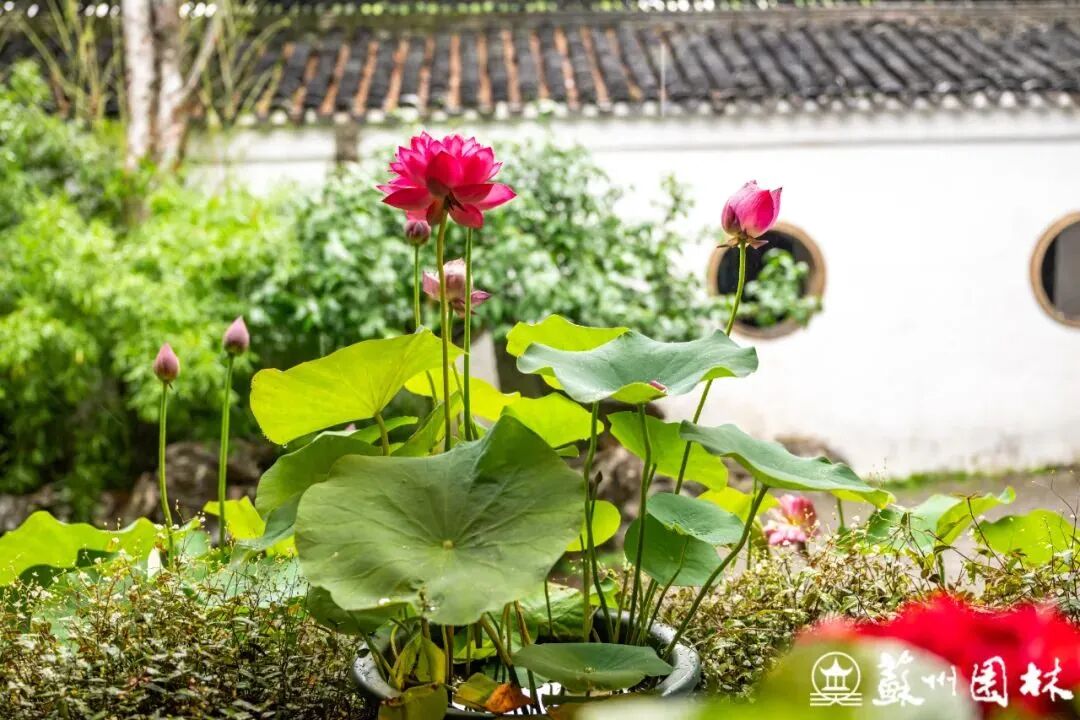 轻舟端阳!狮子林冷色系主题花境上新!-50