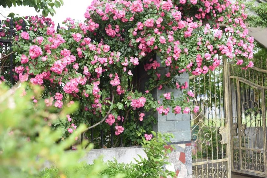 78岁爷爷改造荒废院子,为孙女建起一座花园-7