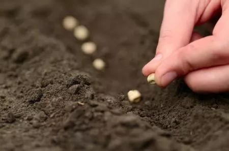 春日花园养护攻略-13