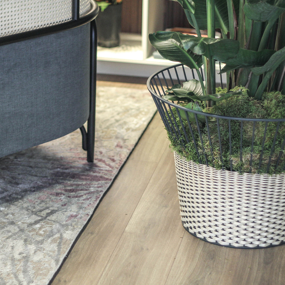 edward  laura melling-5