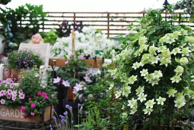 她在楼顶悄悄建了一座梦想花园,美翻了!这才是把日子过成诗的样子-35