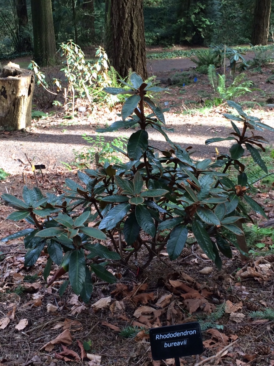 华盛顿公园喜马拉雅云林花园丨美国华盛顿-55