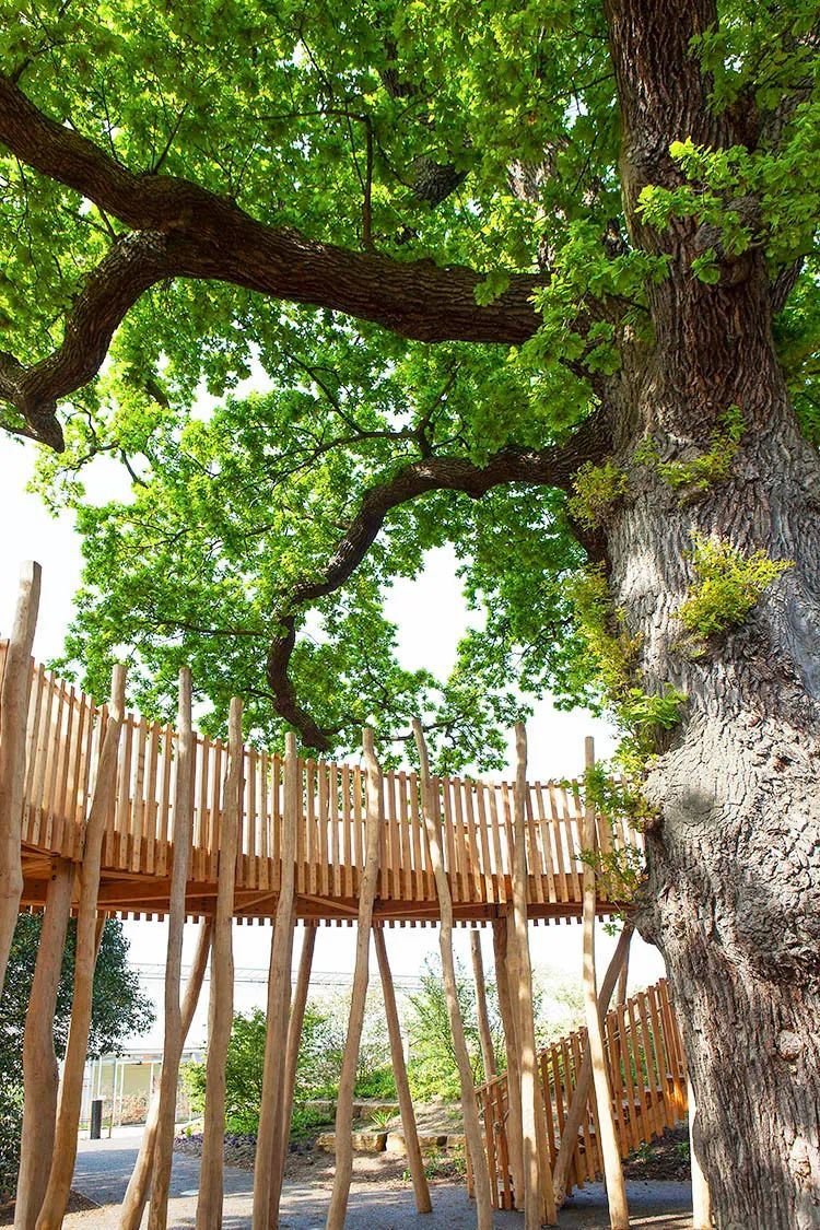 英国皇家植物园儿童花园丨Suzie Jewell-23