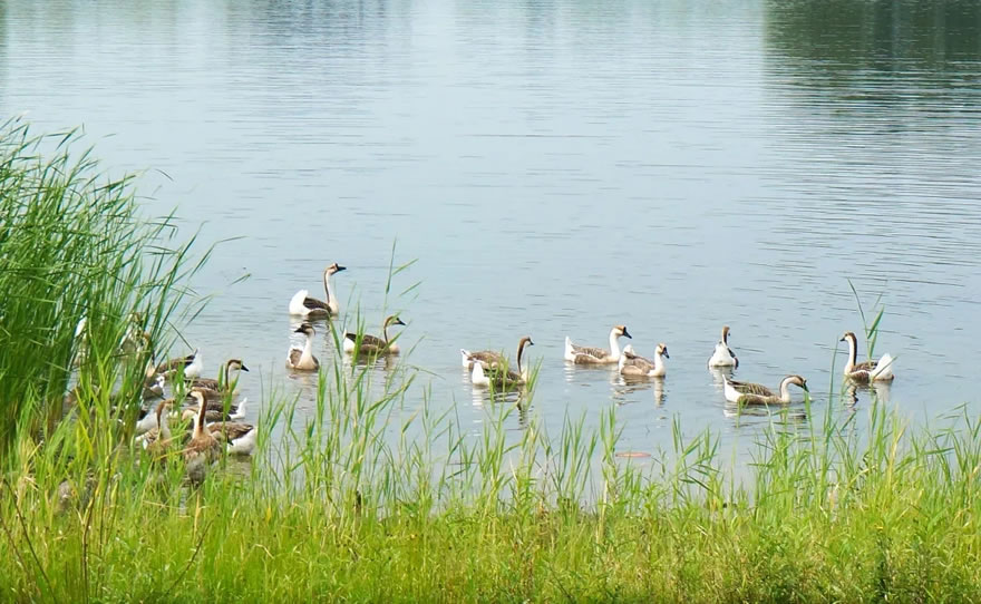 长春北湖国家湿地公园-26