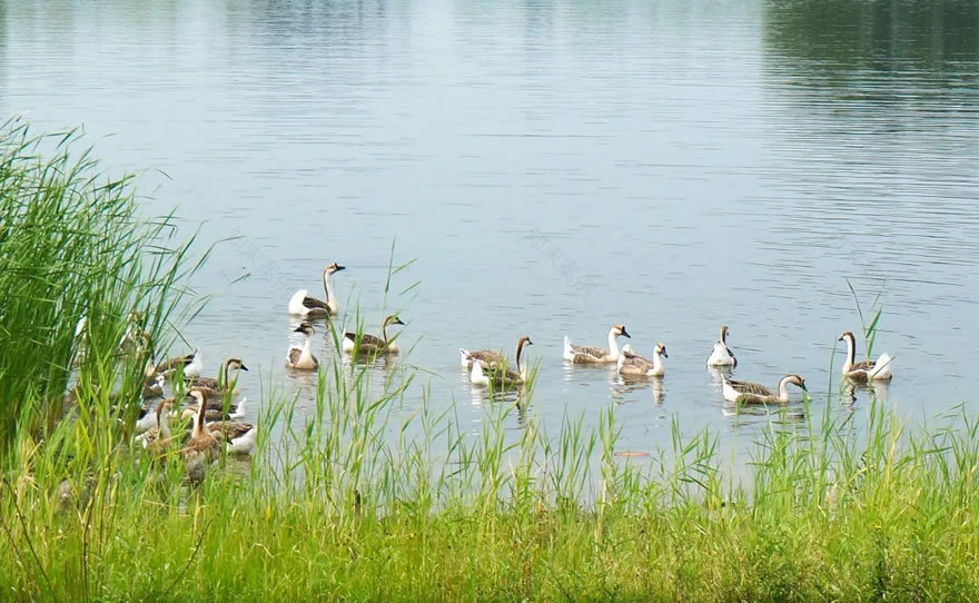 长春北湖国家湿地公园-26