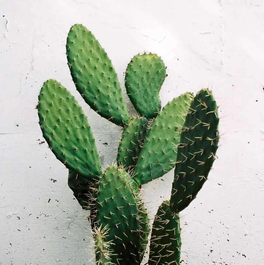 「招商雍华府设计鉴赏」自然优雅,生活舒适-8