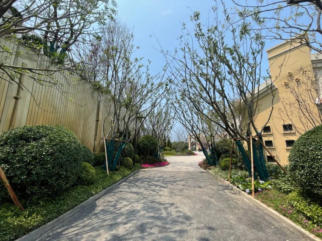 园路列植设计丨上景总工办-76