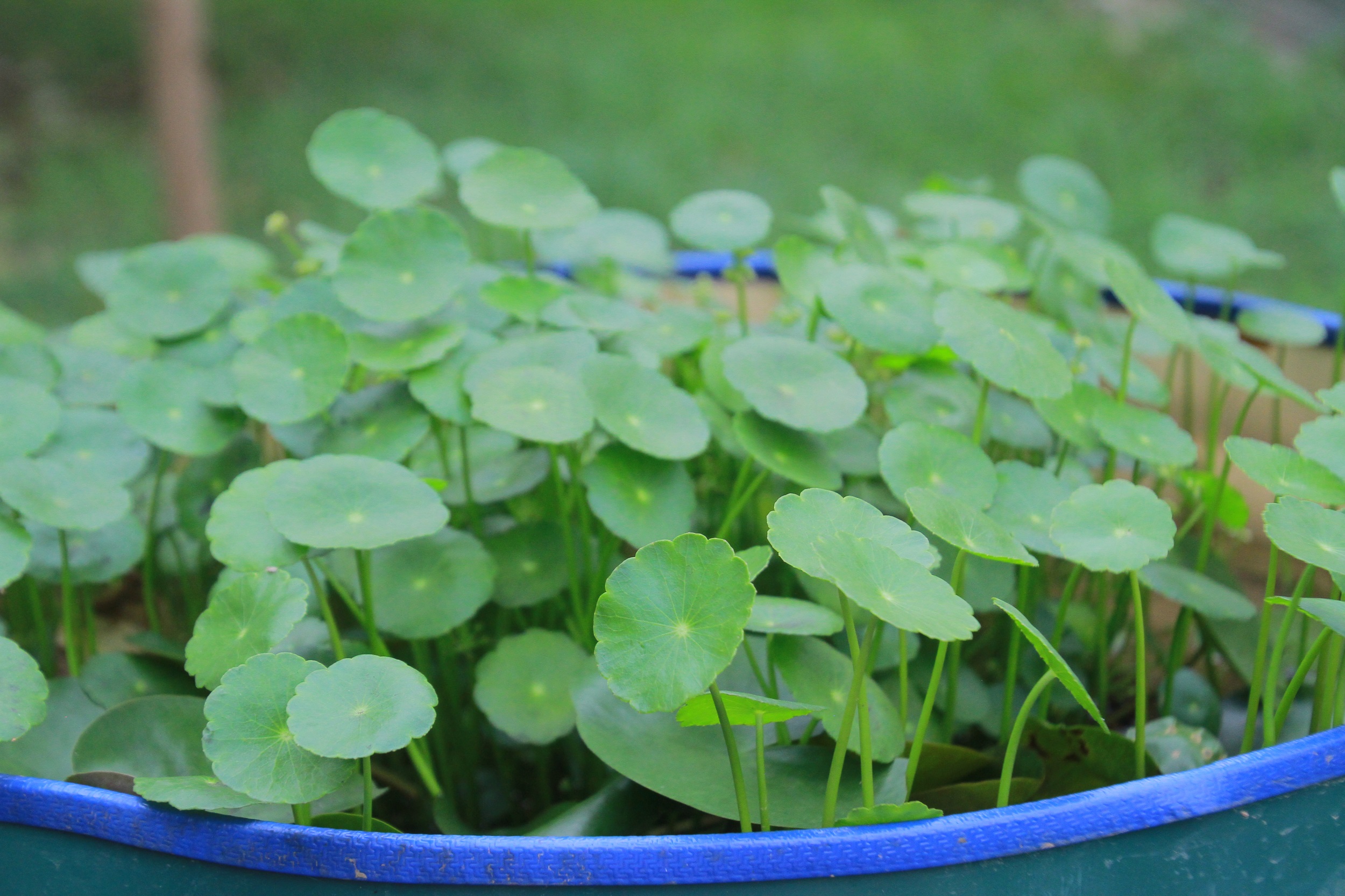 武汉脉动生态花园：一座由工厂废弃物建成的花园丨中国武汉丨盖娅朴门设计-27