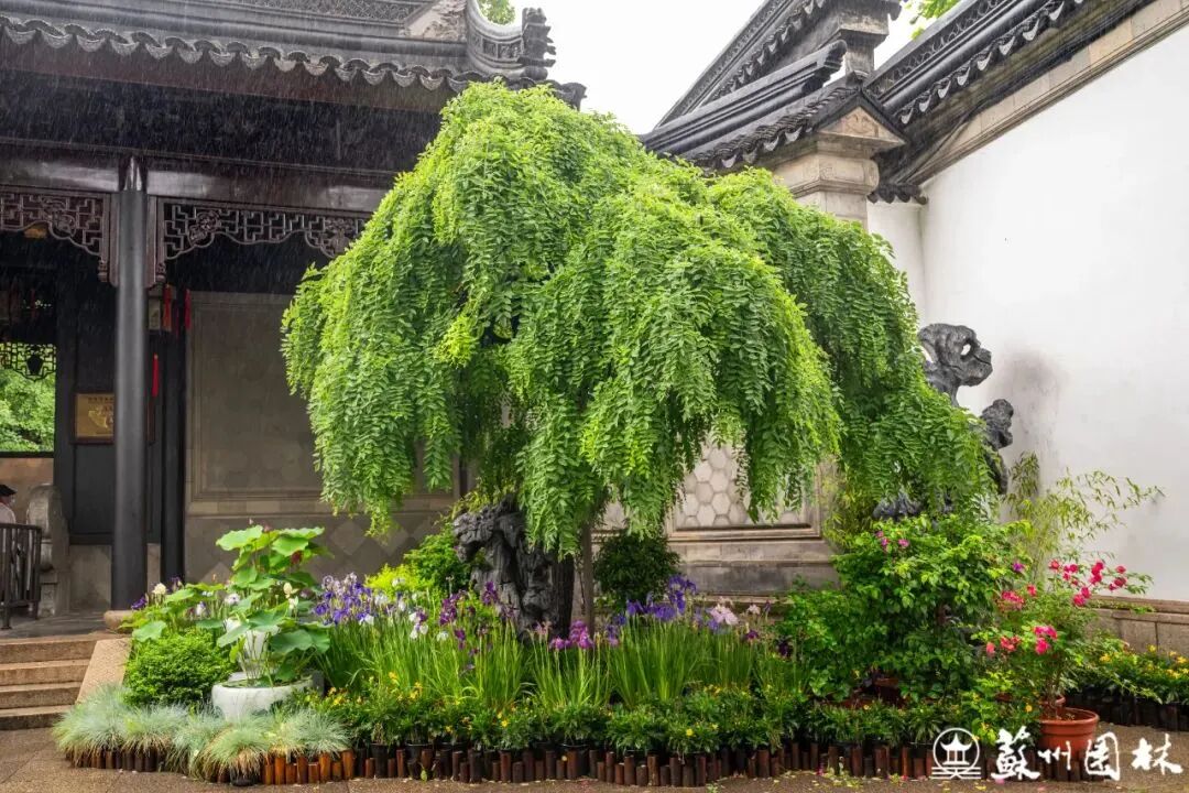 轻舟端阳！狮子林冷色系主题花境上新！-13