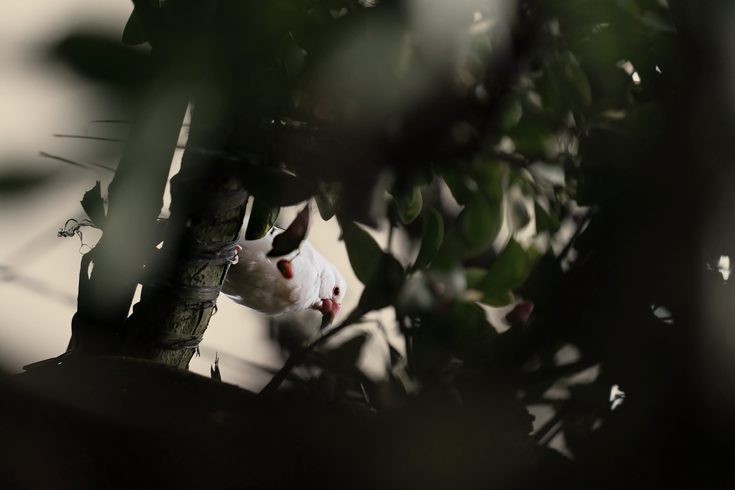 素丘園丨中国四川丨PONE普利策-31