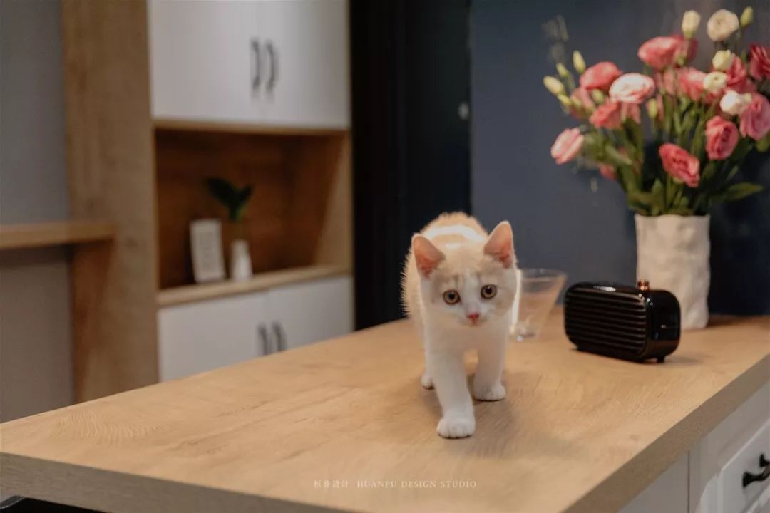 33㎡北欧猫宅,小空间大温馨-59