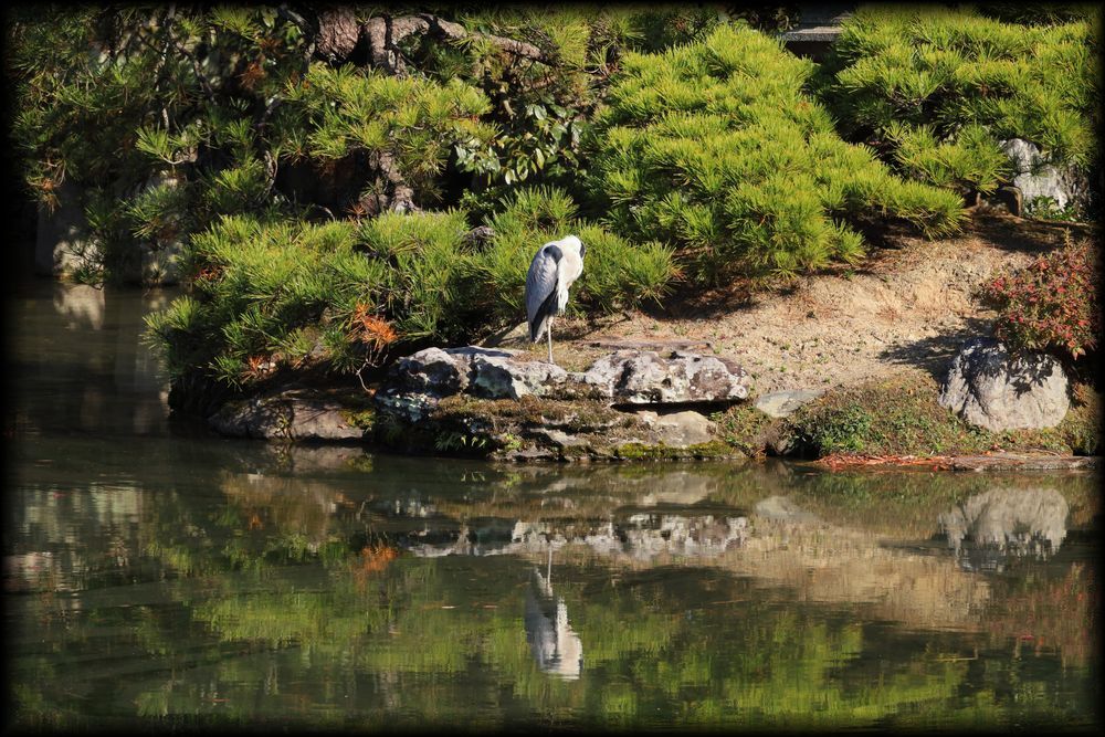 京都御所（京都皇宫）丨日本京都-20