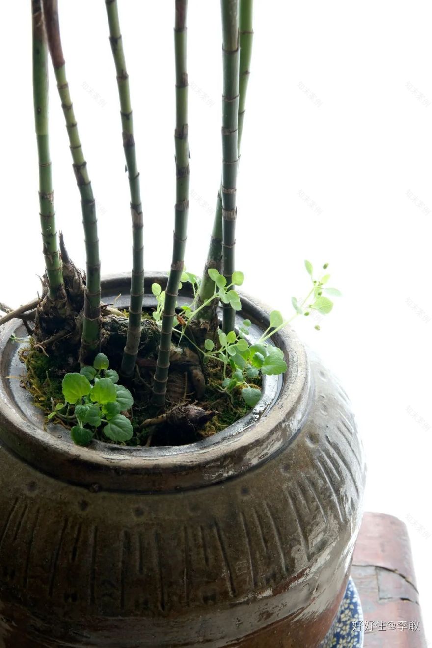 心安之处方为家丨中国南京丨好好住认证设计师@李敢-82