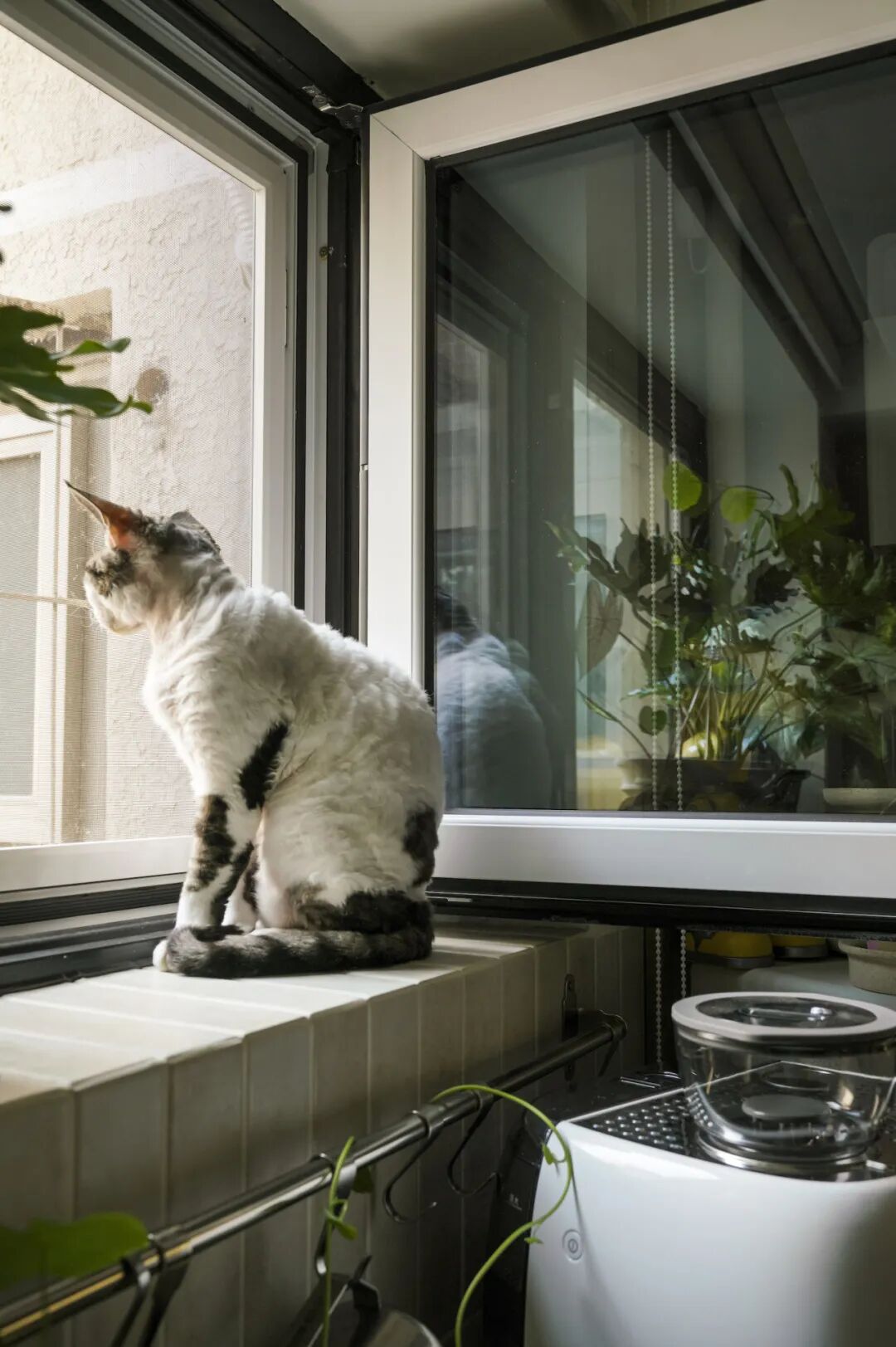 44㎡的治愈宇宙：一人四猫的共生乐园，小户型里的极致温柔-138