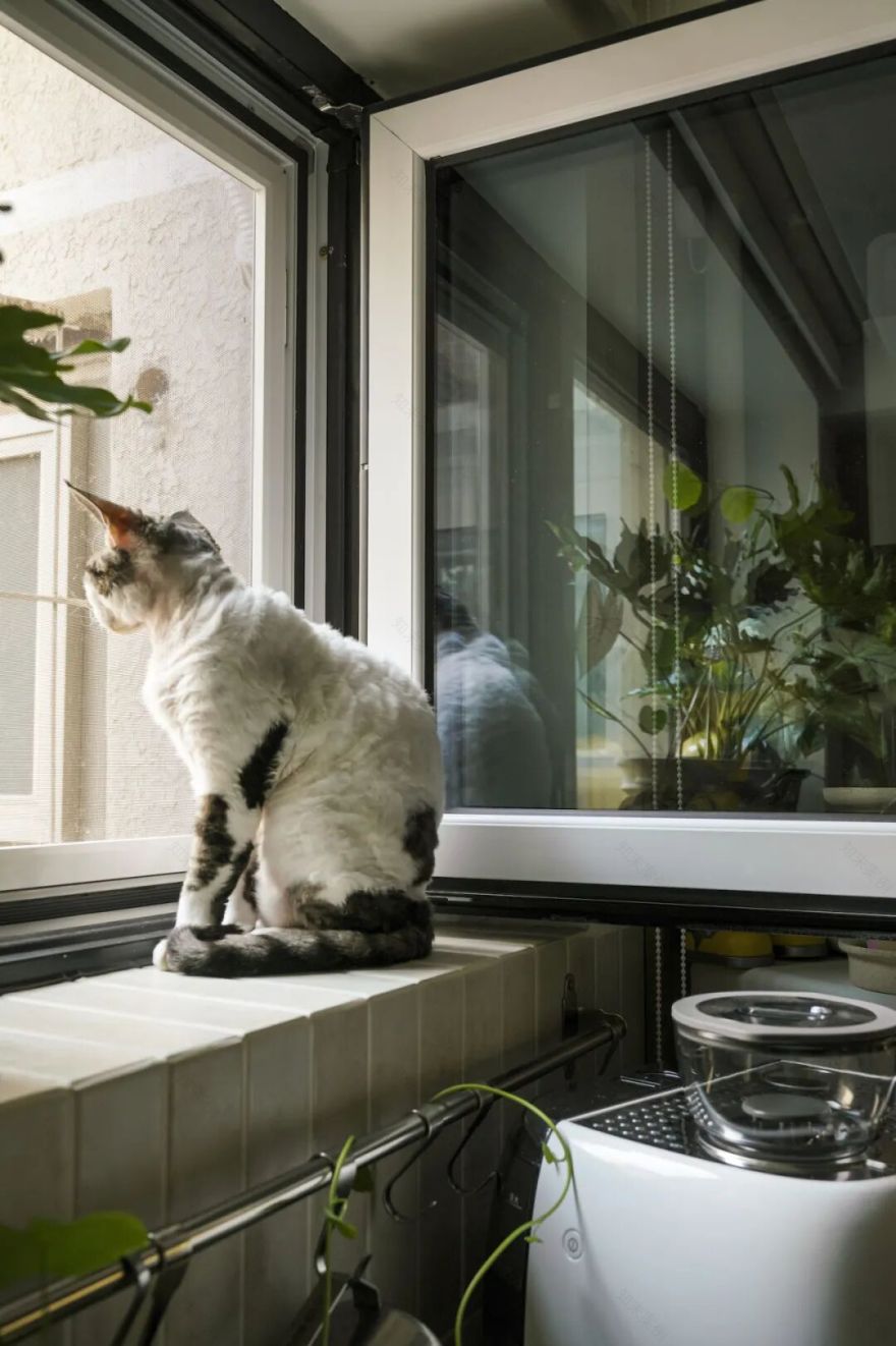 44㎡的治愈宇宙:一人四猫的共生乐园,小户型里的极致温柔-138