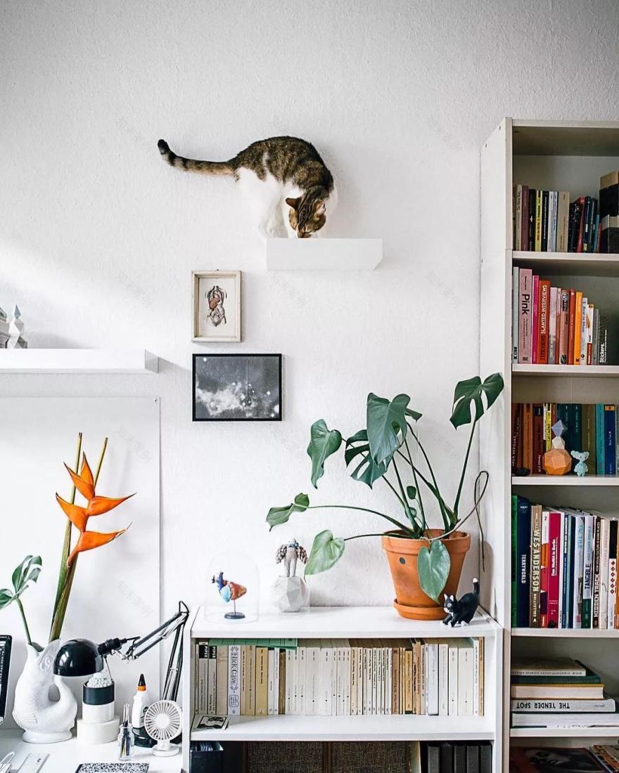 新年准备入驻新主子了?给你复制一份贴心方法-32