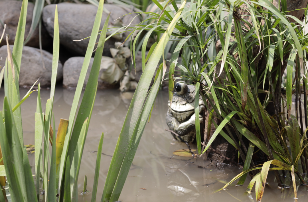 案例 | 上海首个在公园中的自然中心——和平公园自然中心-87