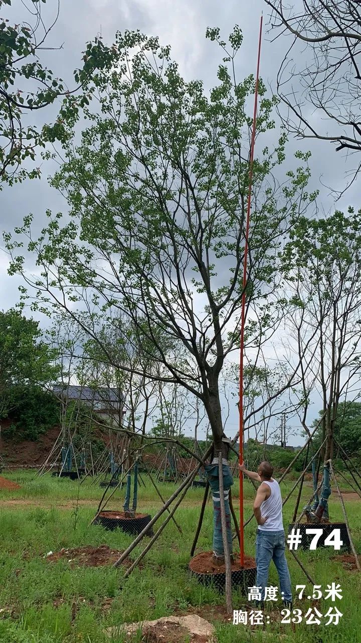 湖南衡阳 148 棵精品乌桕景观设计丨中国衡阳丨看见景观-87