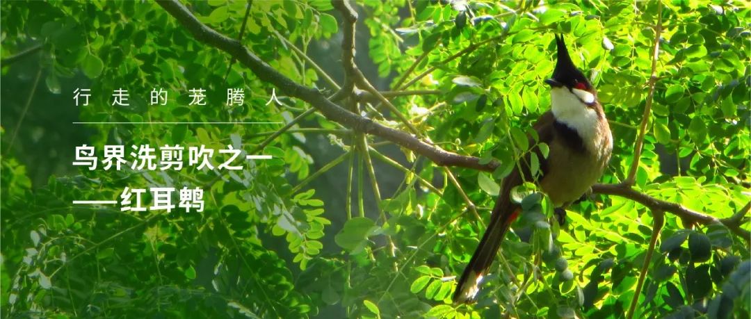 花城广州,四季繁花似锦的生态城市设计丨中国广州丨茏腾园林-40