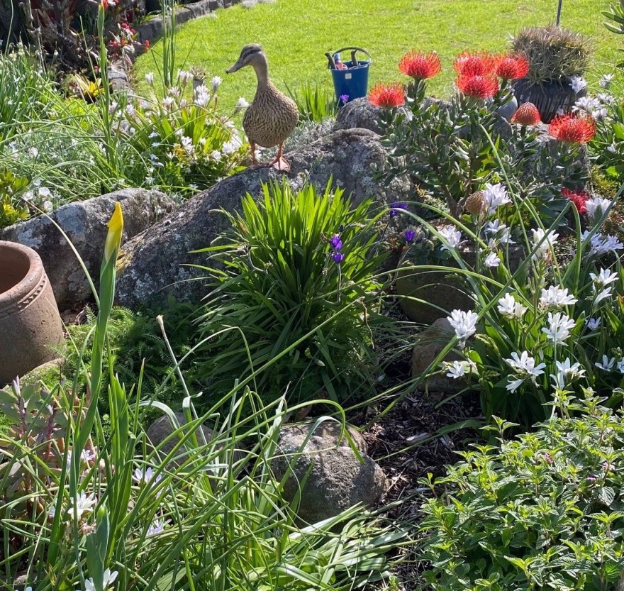 TwoConnect私人花园丨New ZealandAuckland丨Mary和Mark Jones-19