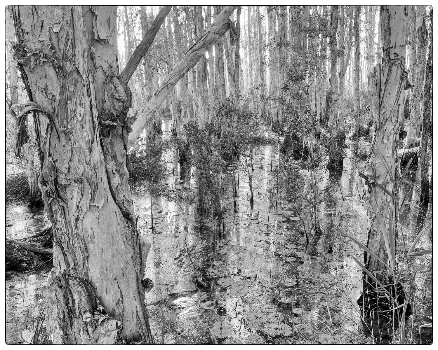 Back Trails 2 - Biripi Country-1