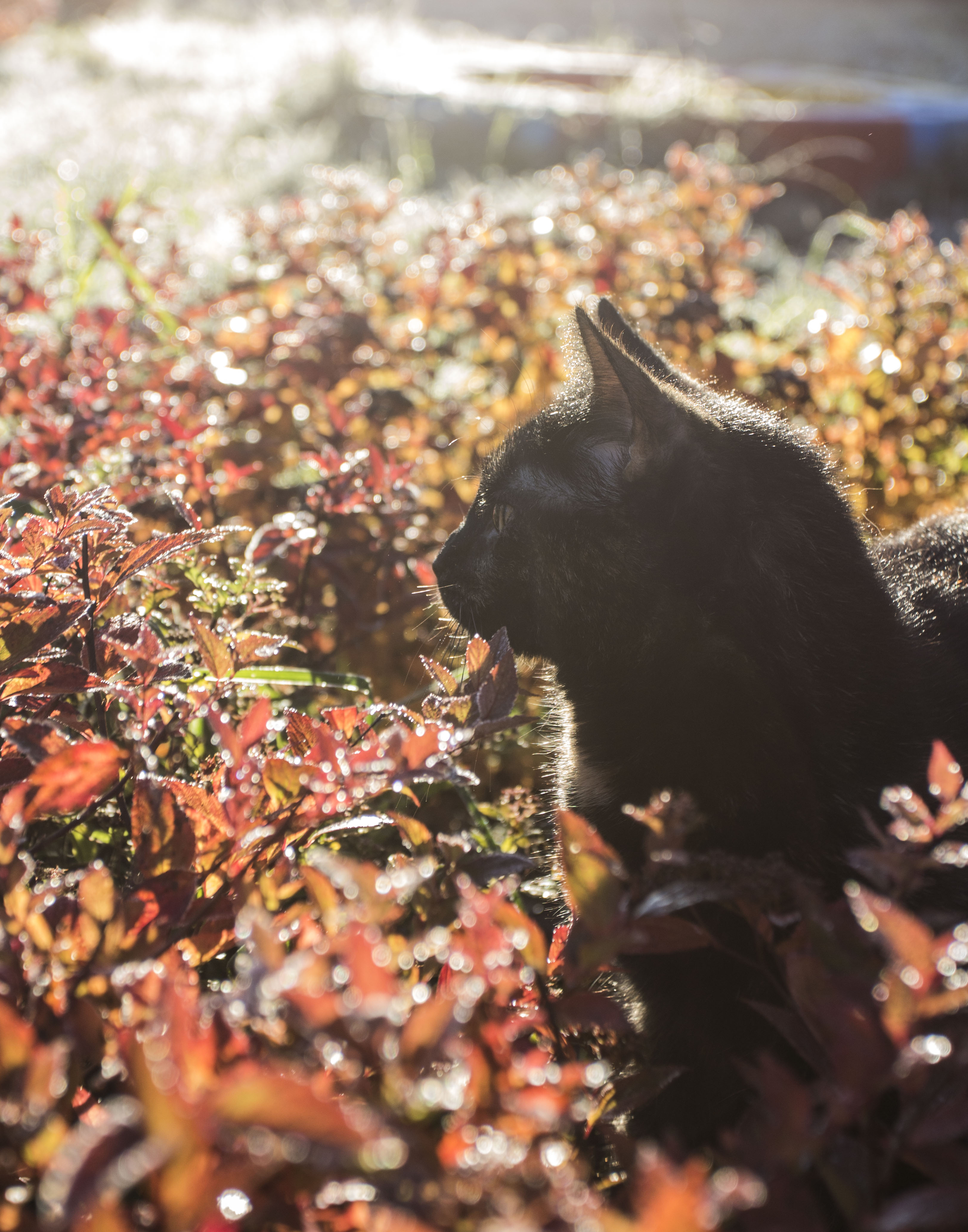 "Осень в саду" 景观摄影作品丨国际景观艺术中心“Зеленая стрела”-3