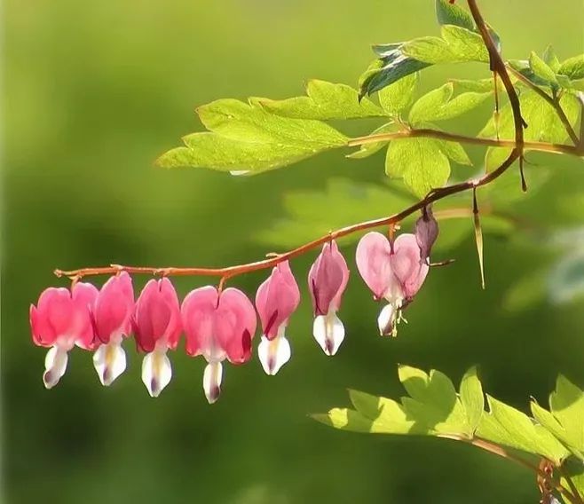 荷包牡丹 | 独特外形与丰富花语的观赏植物-19
