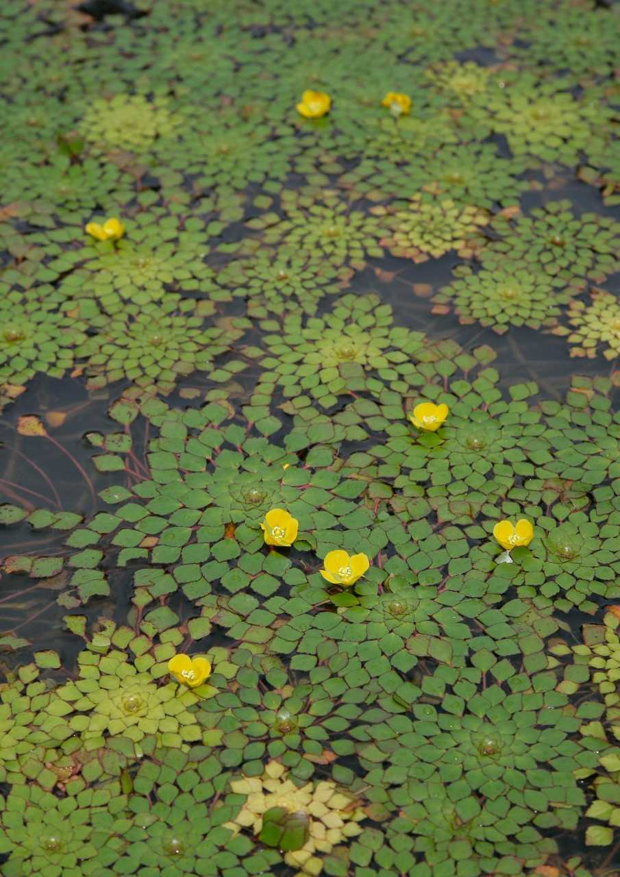 普拉湾丽思卡尔顿隐世精品度假酒店丨泰国甲米-7