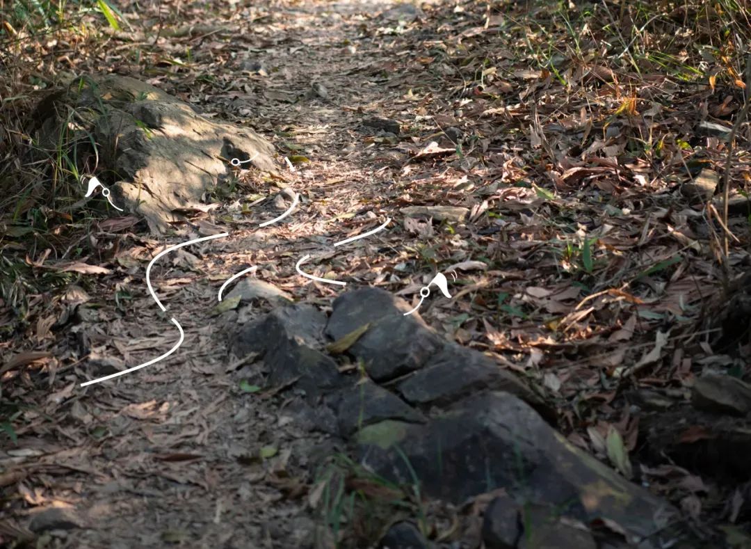 未名新作|山野有乾坤都市藏鲲鹏-深圳山海连城计划罗湖区东湖公园郊野径-莲塘口岸线-60