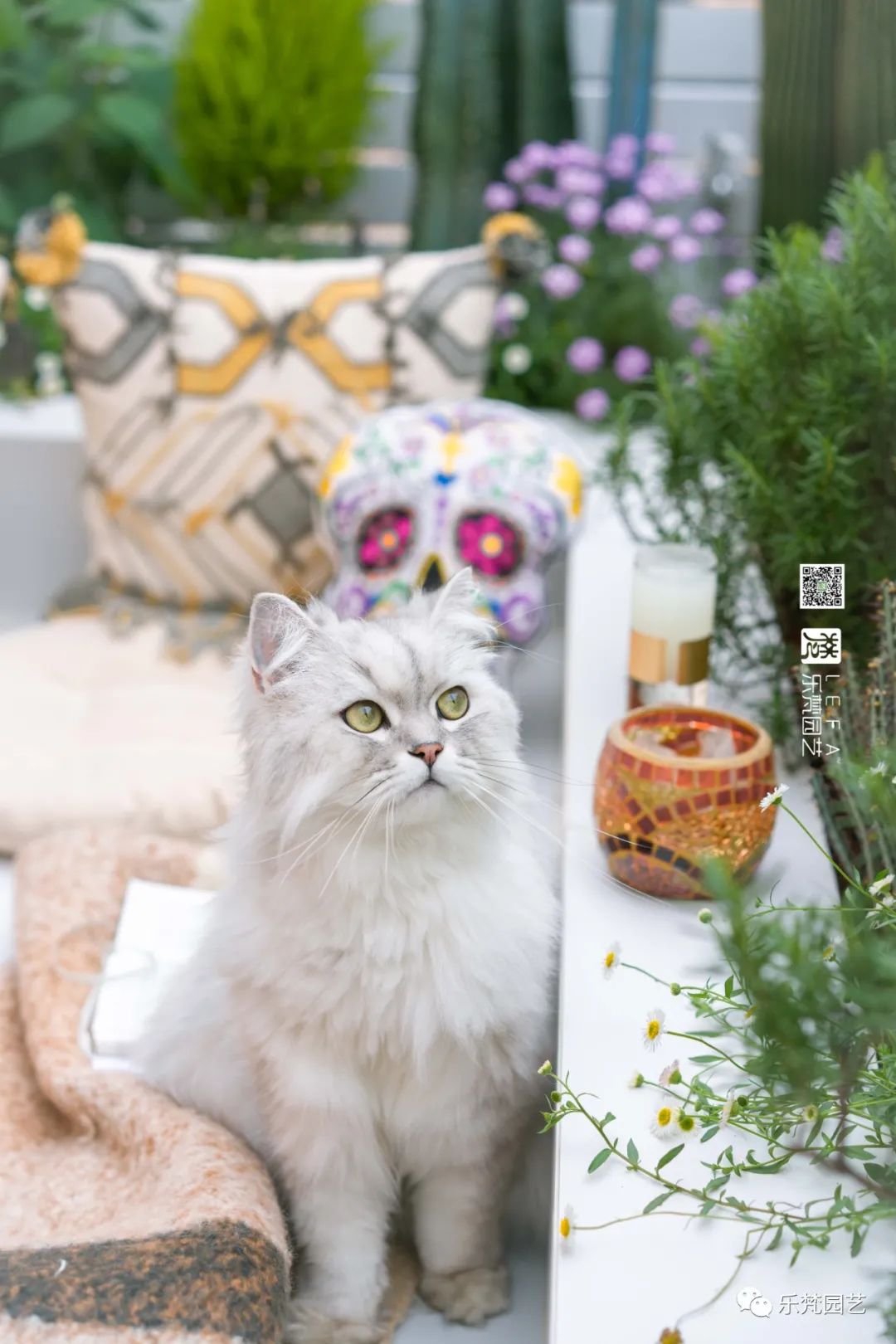 媚媚猫咪的摩洛哥阳台花园丨乐梵园艺-44