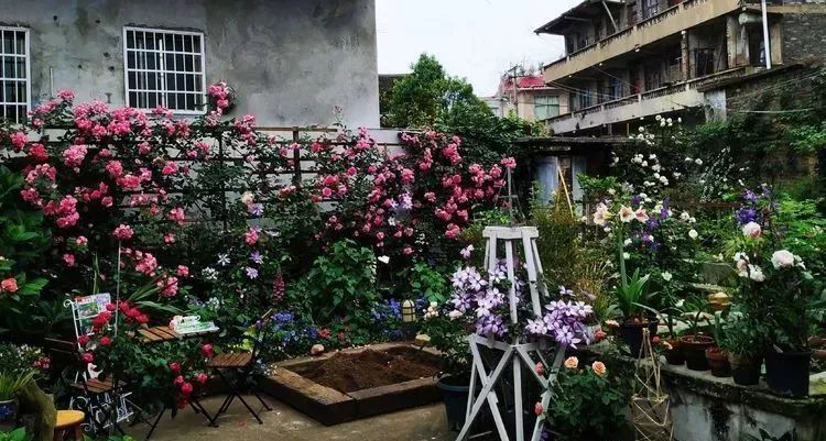她花了4年，用月季，铁线莲，绣球把农村破败的小院打造成了花海，惊艳了时光-103