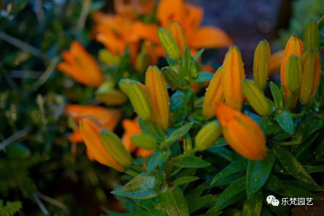 乐梵造园 | 成都滨江地产的花园房设计-85