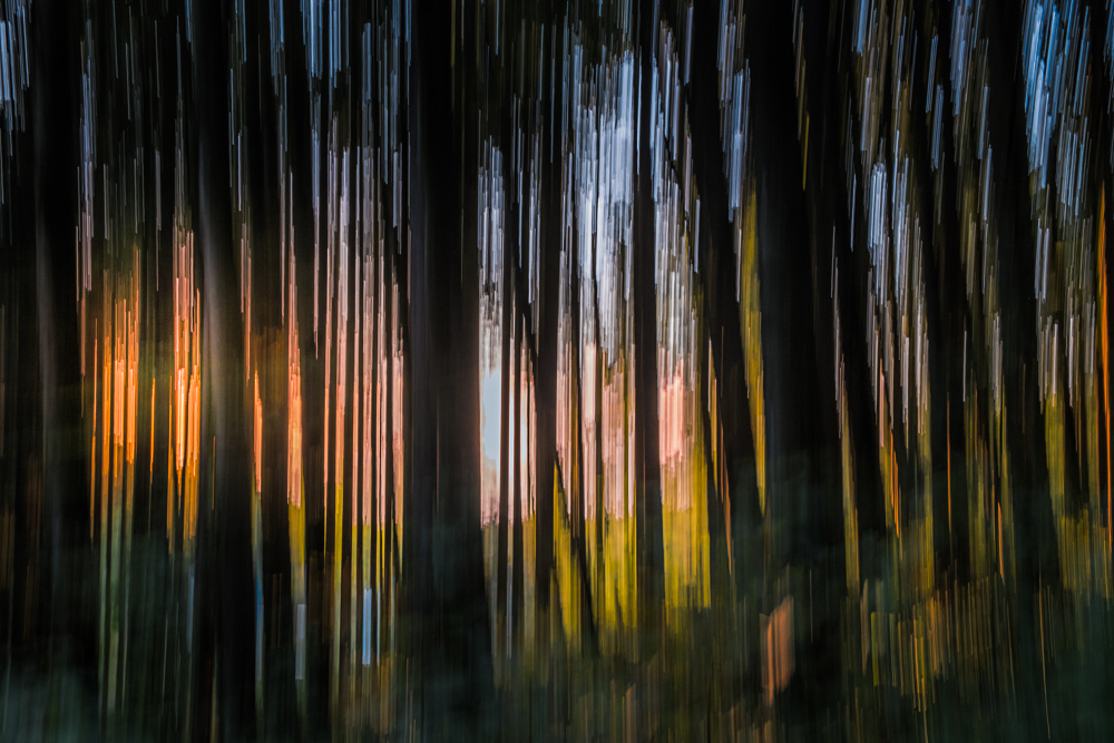 世界上的树木丨Sylvie D.-223