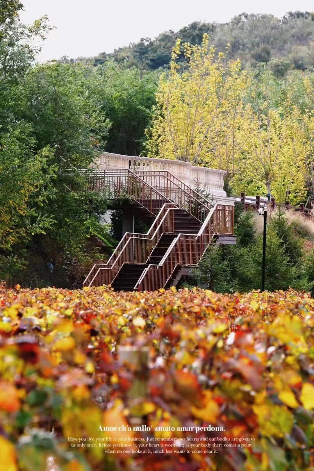 绿城玫瑰园葡萄酒小镇丨中国大连丨浙江蓝颂园林景观设计集团有限公司-18
