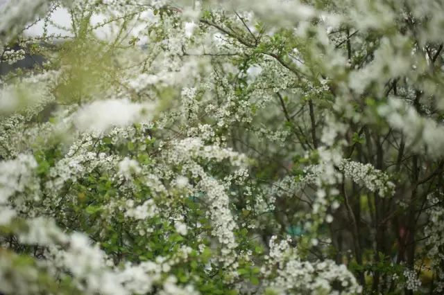 火遍魔都超700㎡网红花园，看过的人都被圈粉-105