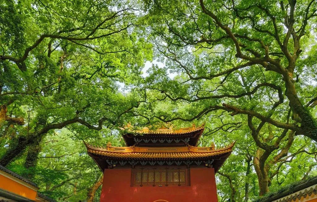 普陀山禅意之旅丨中国普陀丨KLID达观-59