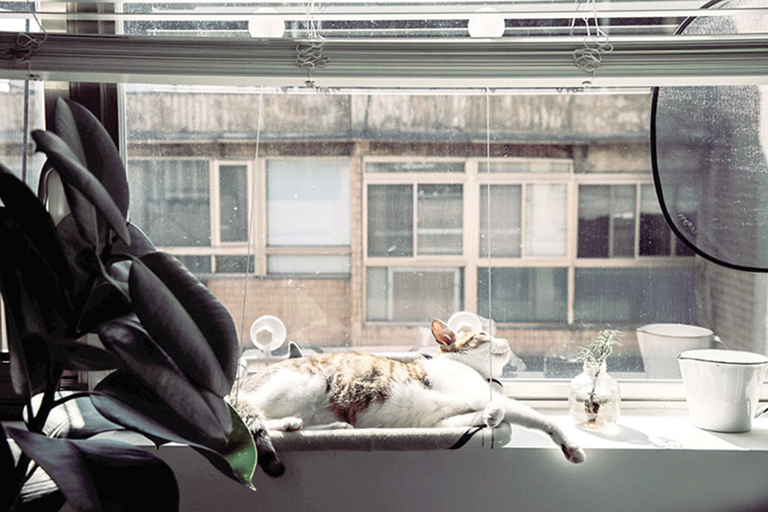 宠物宅设计！专为毛小孩规划-17