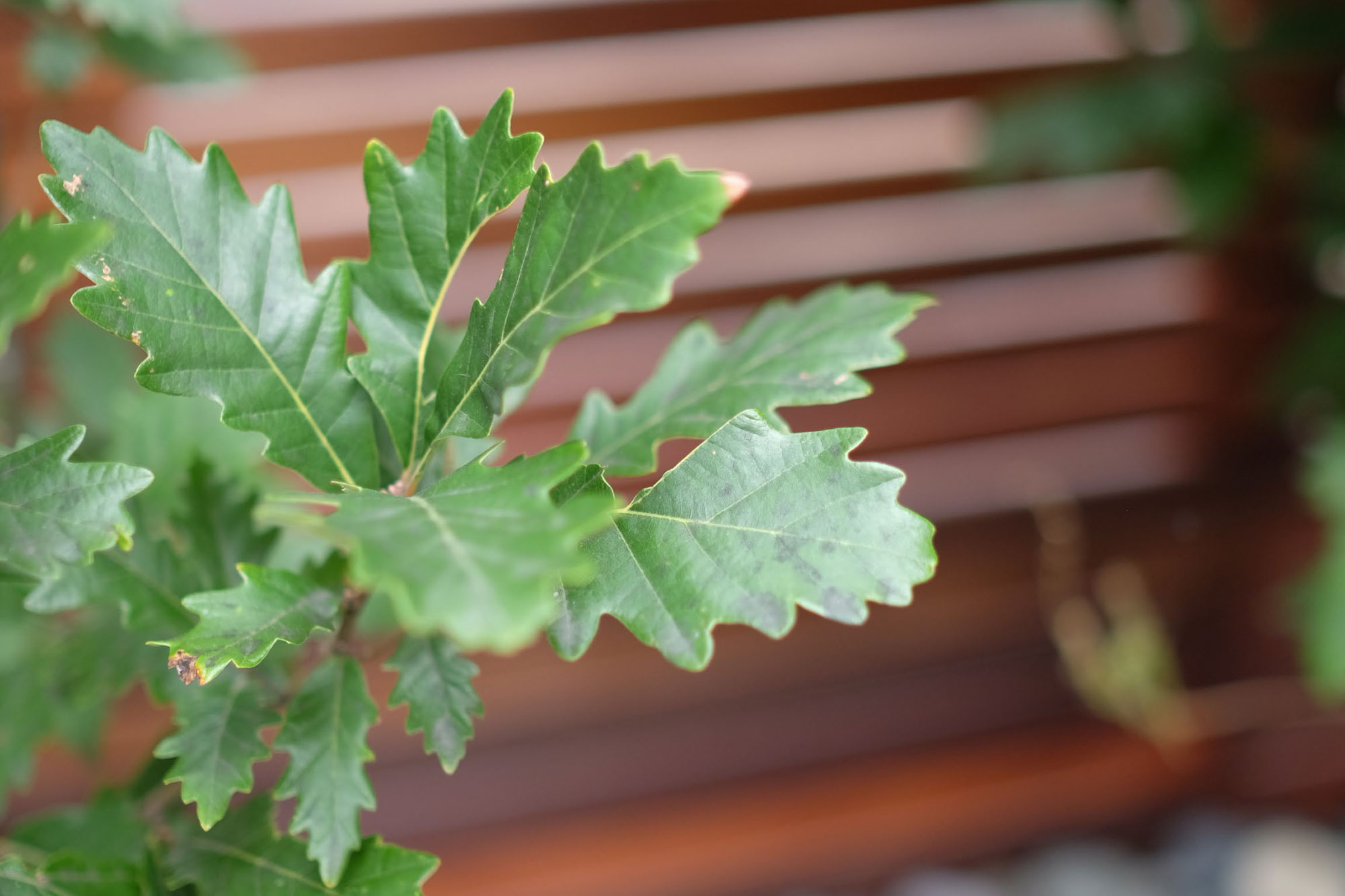 丨美国芝加哥-29