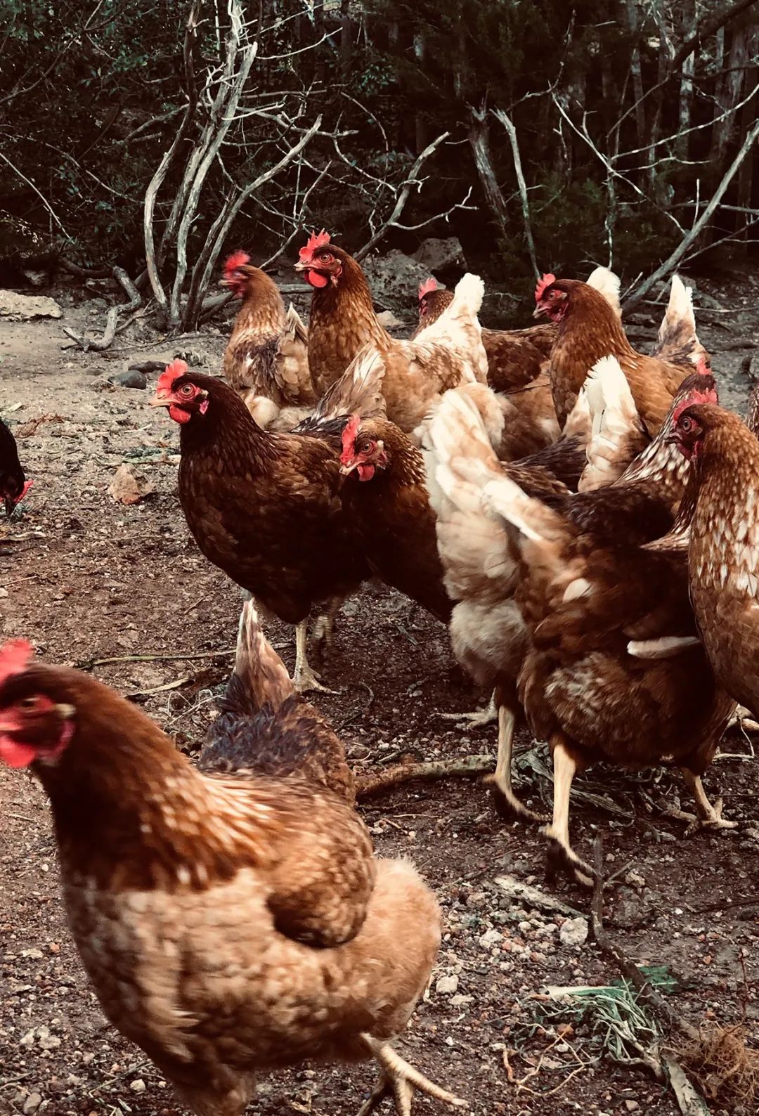 伊比沙岛自然之美 | La Granja Ibiza 农舍设计-30