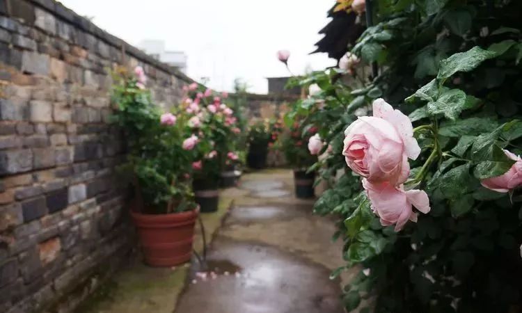 她花了4年，用月季，铁线莲，绣球把农村破败的小院打造成了花海，惊艳了时光-10