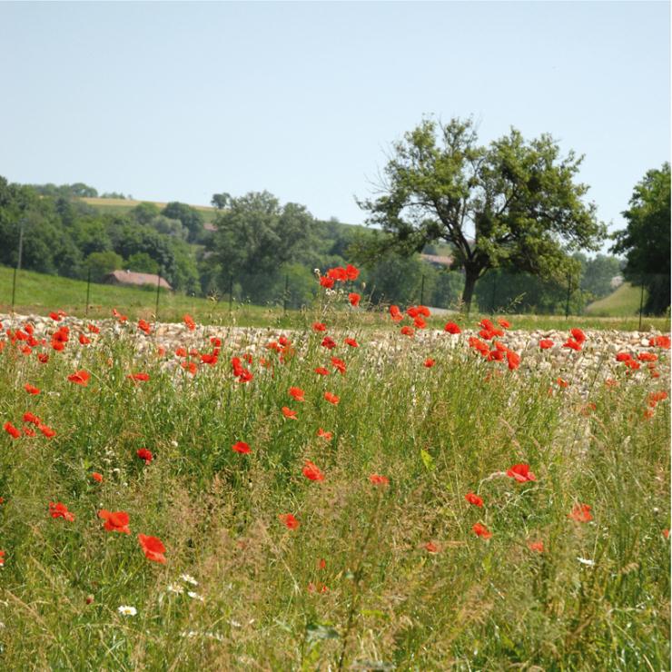 Chilly和Coucy  Mougny污水处理站建设项目丨法国丨Nicot Ingénieurs Conseil-0