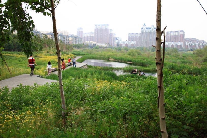 Qunli Stormwater Park（群力雨水公园）丨中国哈尔滨丨Turenscape-20