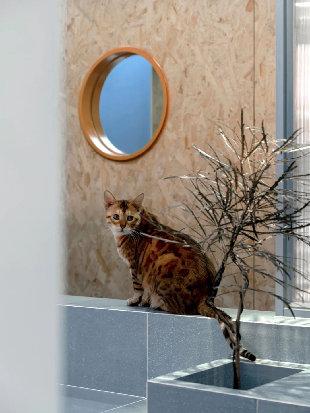 米米猫宠物医院丨中国沈阳丨舍近空间设计事务所-30