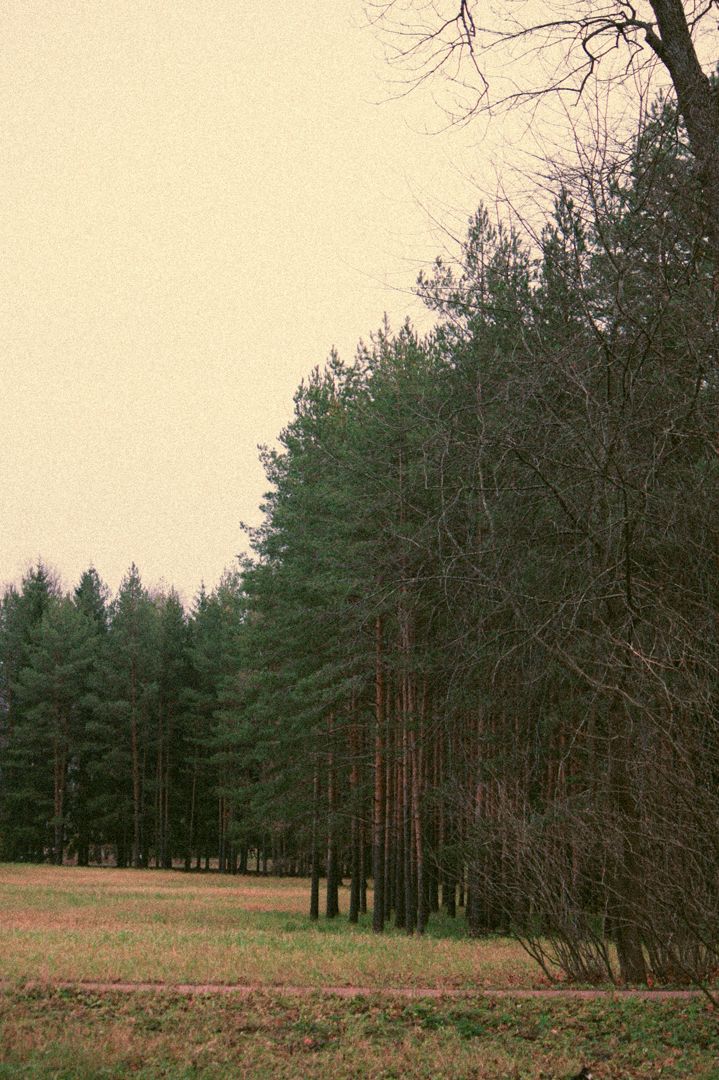 remnants of autumn in Pushkin-4